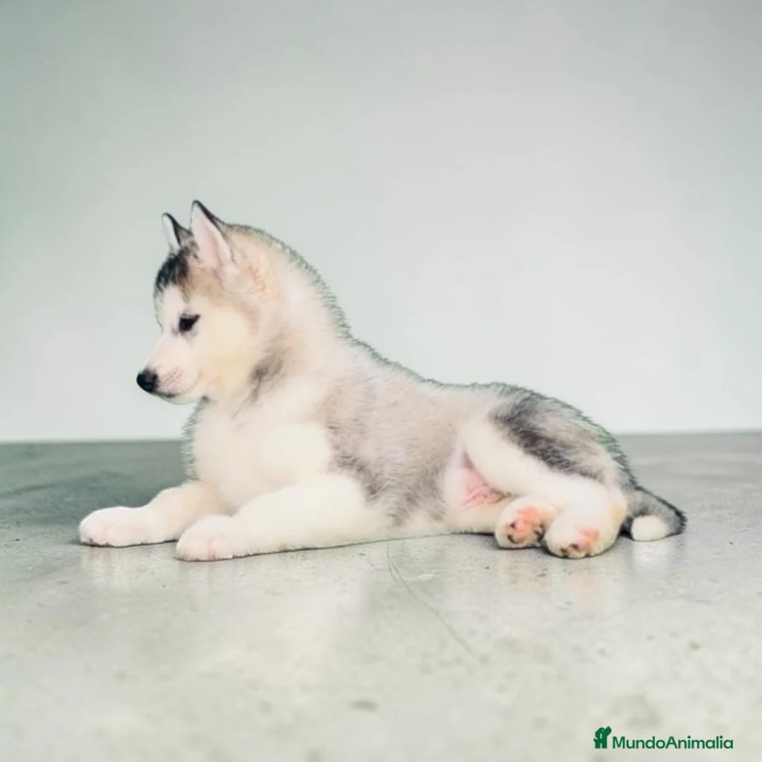 Husky Siberiano perros en venta: Husky siberiano - Anuncio 1