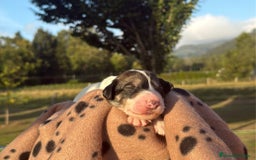 Saluki perros en venta: Camada de Salukis  - Imagen 7