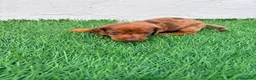 Teckel Miniatura perros en venta: Teckel miniatura merle chocolate  - Anuncio 10