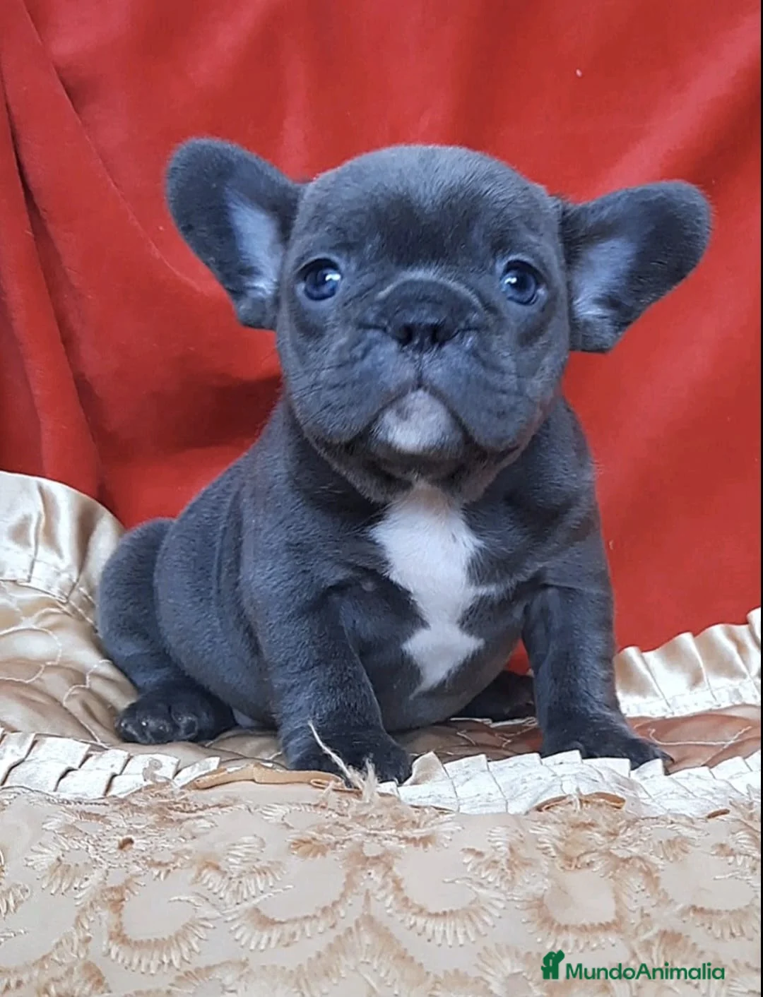 Bulldog Francés perros en venta: entra en nuestra web milcachorros.es - Anuncio 11