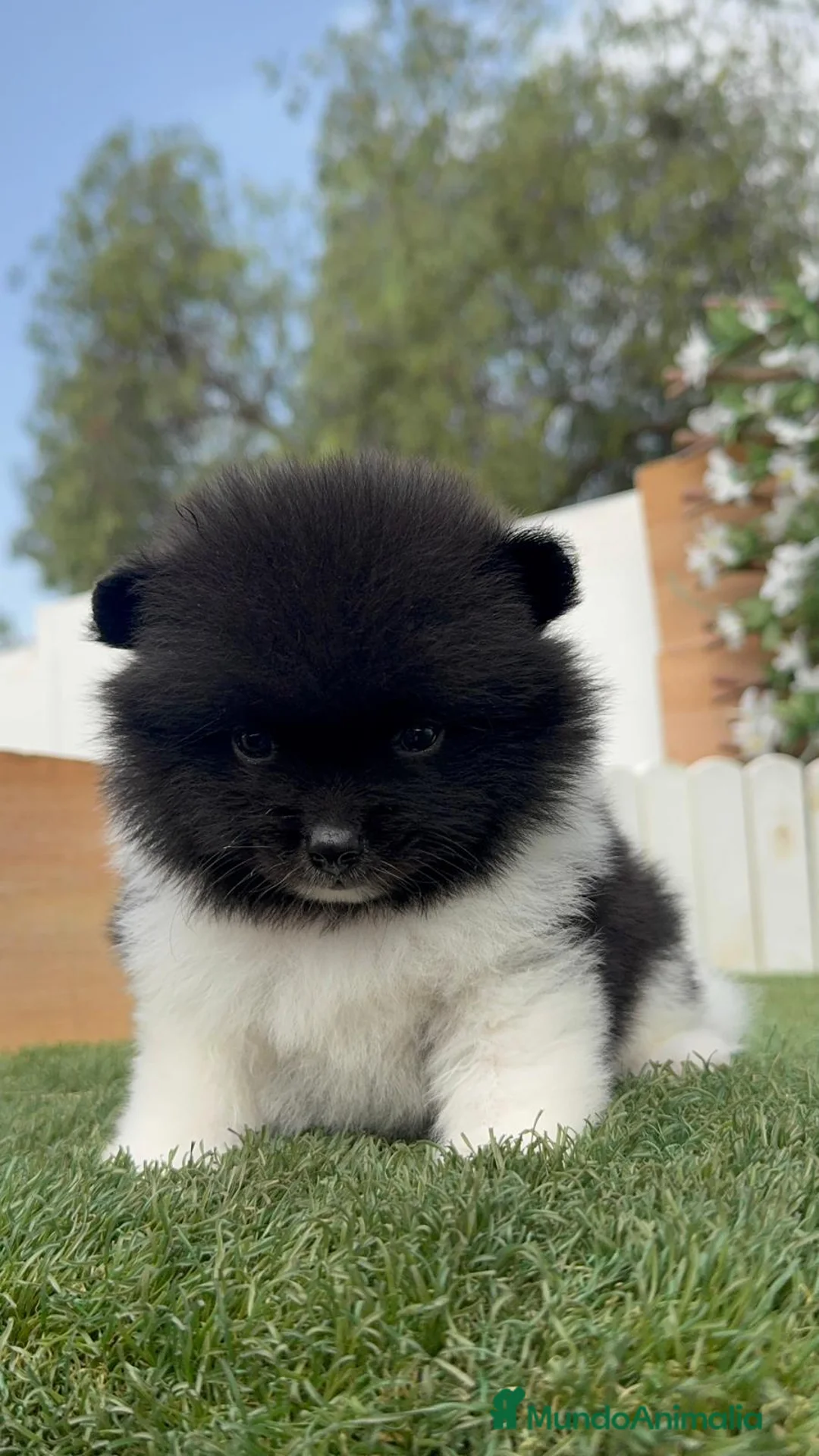 Pomerania perros en venta: POMERANIA - Anuncio 2