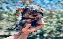Yorkshire Terrier perros en venta: YORKSHIRE TOY HEMBRITA  - Imagen 5