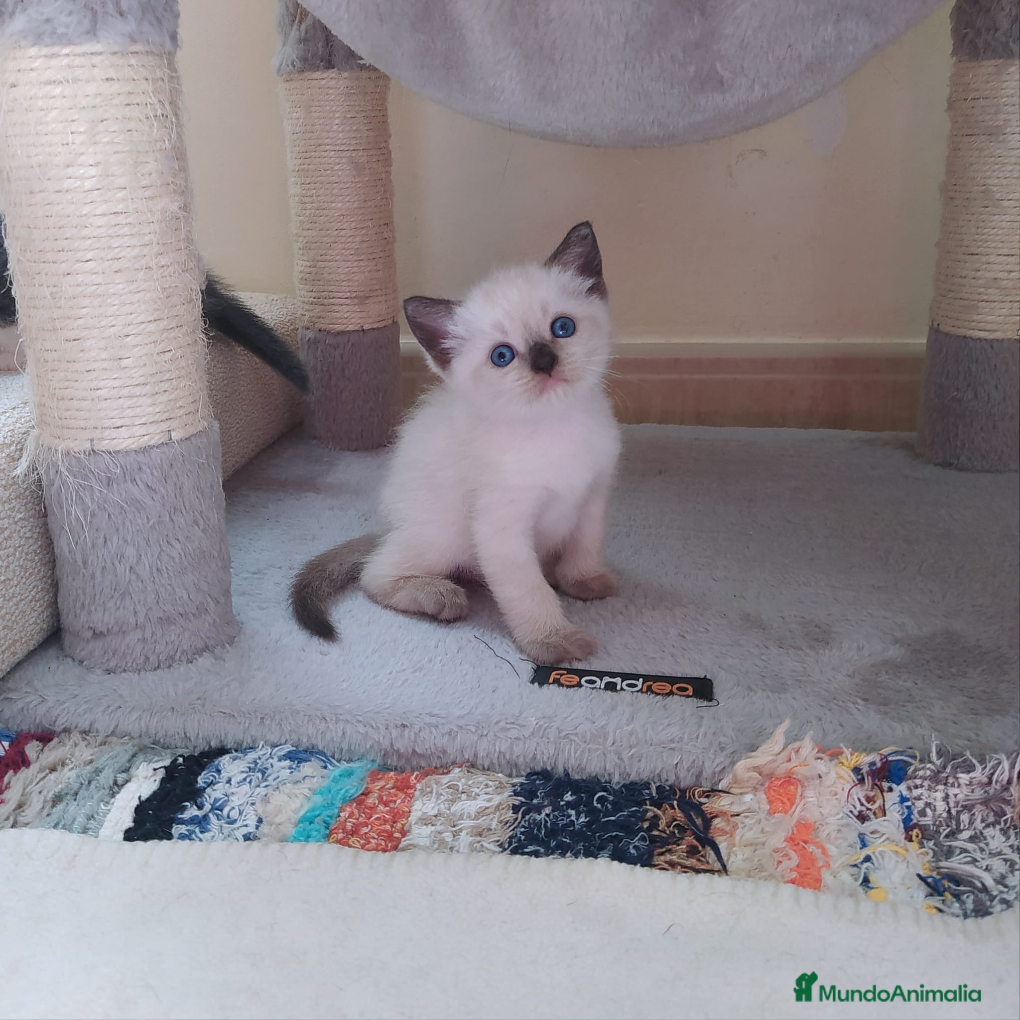 Siamés gatos Cariñosos Siameses en Madrid - Anuncio 2