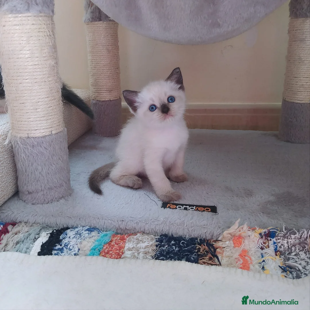 Siamés gatos en venta: Cariñosos Siameses en Madrid - Anuncio 2