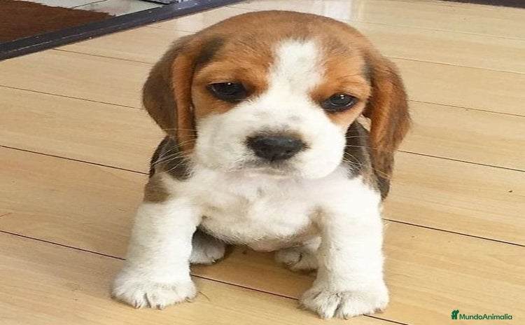 Beagle perros - Anuncio 1