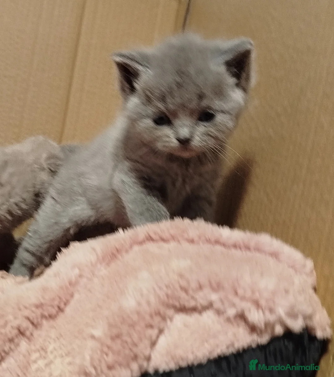 Británico de Pelo Corto Azul gatos en venta: British Shorthair  - Anuncio 2