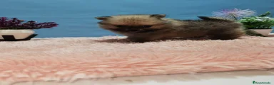 Pomerania cachorro 1