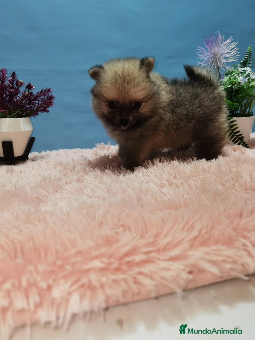 Pomerania perros en venta: Lulu de pomerania  - Anuncio 2