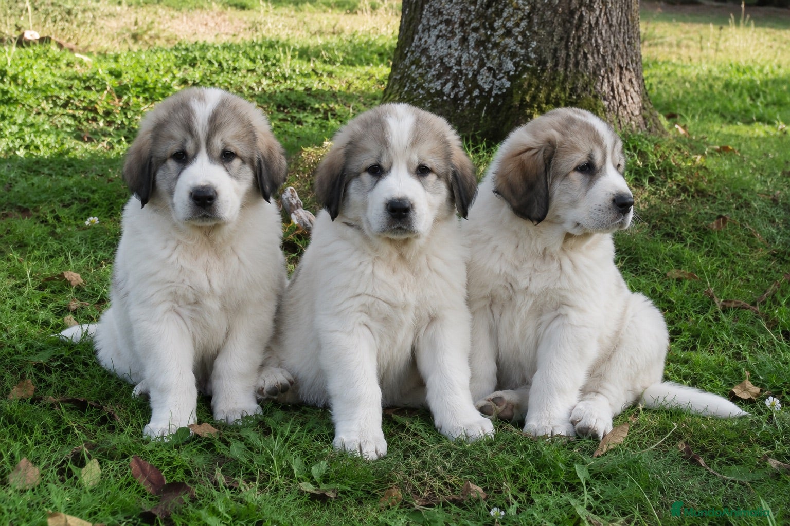 Mastín Español perros MASTIN - ASTURIAS - ENTREGA  - Anuncio 1