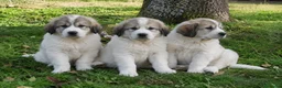 Mastín Español perros en venta: MASTIN - ASTURIAS - ENTREGA  - Anuncio 1