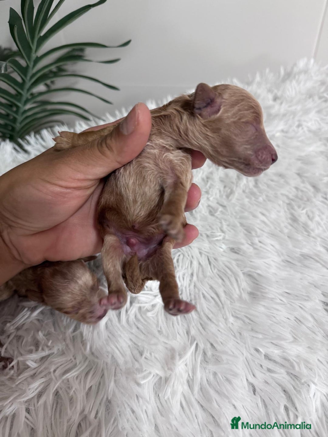 Caniche Toy perros en venta: CANICHE TOY - Imagen 21