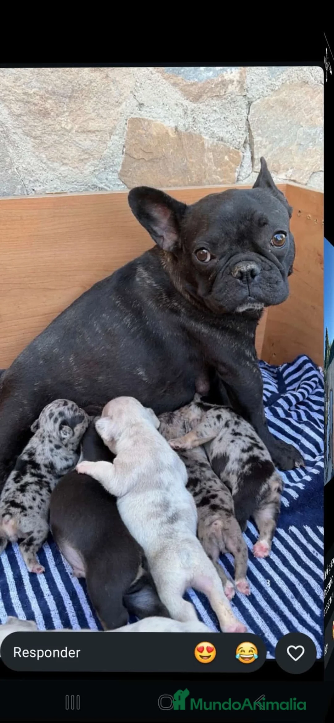 Bulldog Francés perros en venta: PRECIOSAS BULL DOG FRANCÉS EXOTICOS - Anuncio 4