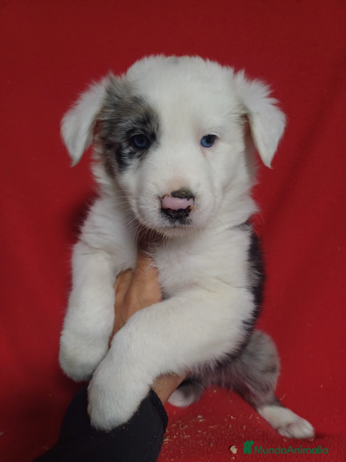 Border Collie perros Border Collie Merle  - Anuncio 1