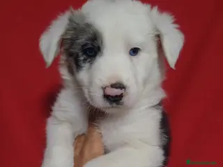 Border Collie perros Border Collie Merle - Anuncio 1
