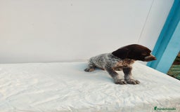 Braco Alemán de Pelo Corto perros en venta: Braco Alemán  - Imagen 8