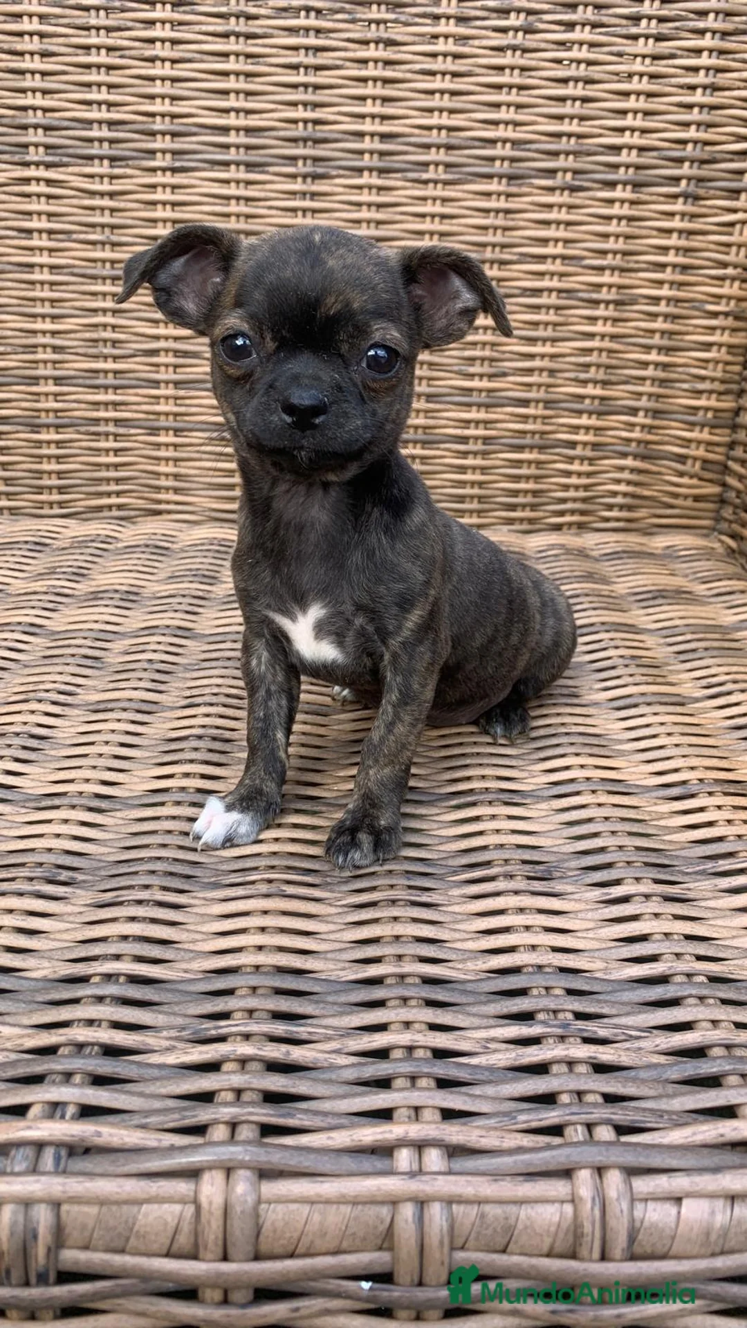 Chihuahua perros en venta: Chihuahuas  en Illes Balears - Anuncio 7