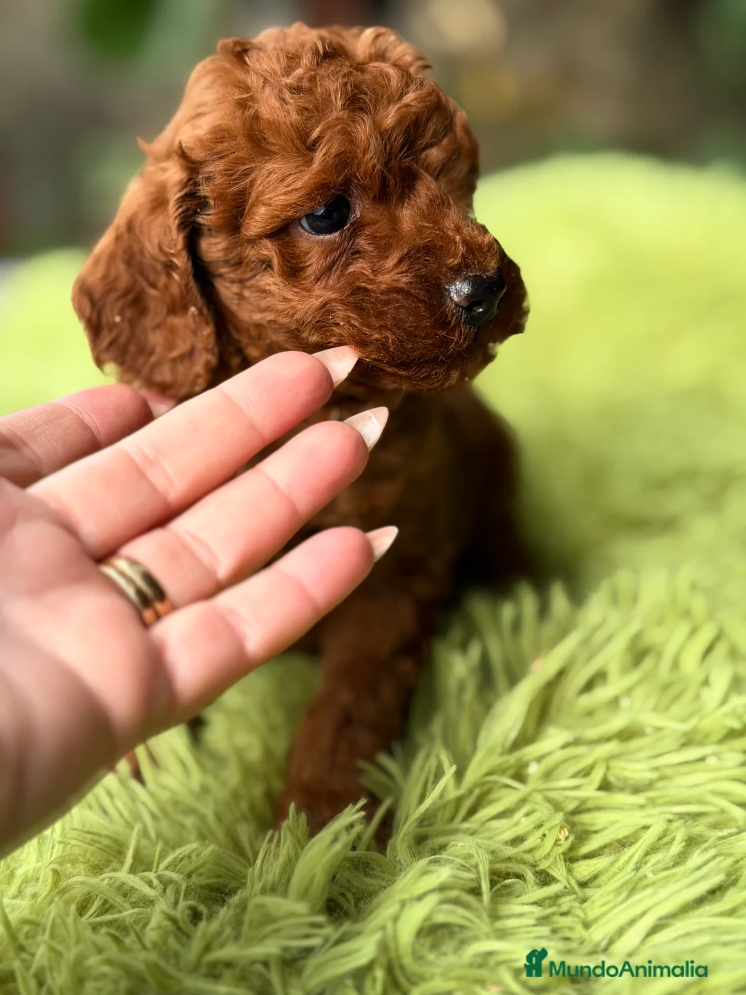 Raza Mixta perros en venta: Caniche mini rojo pimentón  - Anuncio 4