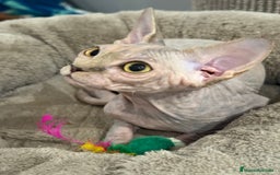 Sphynx gatos en venta: Sphynx únicos 💙 - Imagen 2