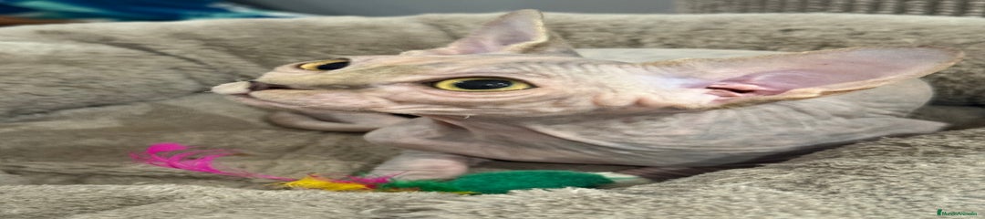 Sphynx Gatito 6