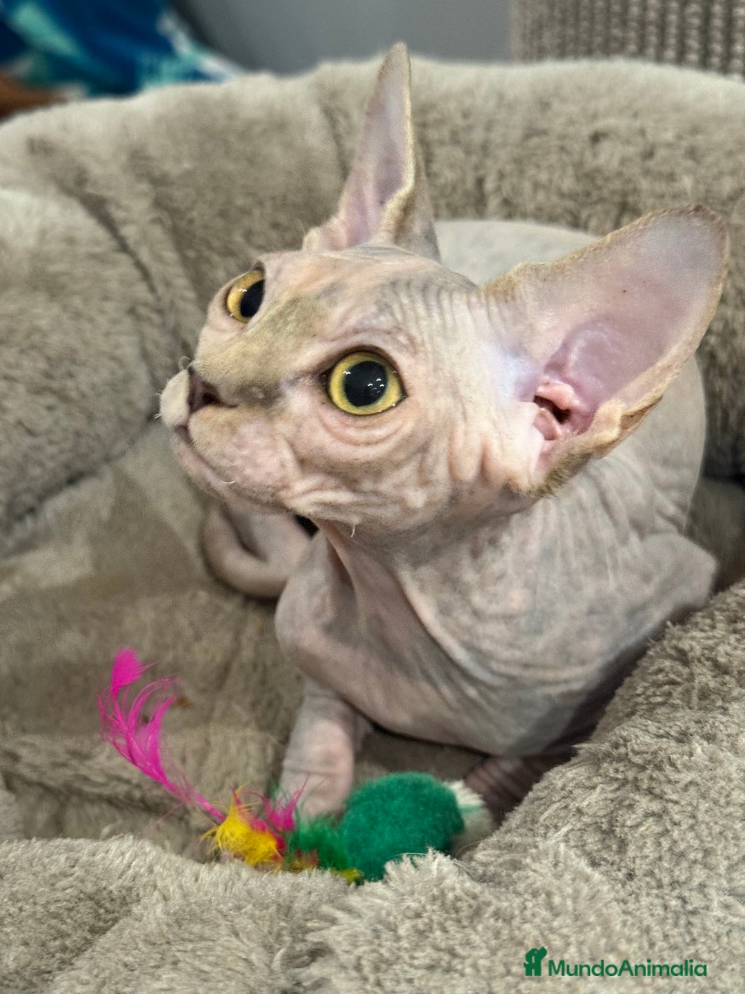 Sphynx gatos en venta: Sphynx únicos 💙 - Imagen 2