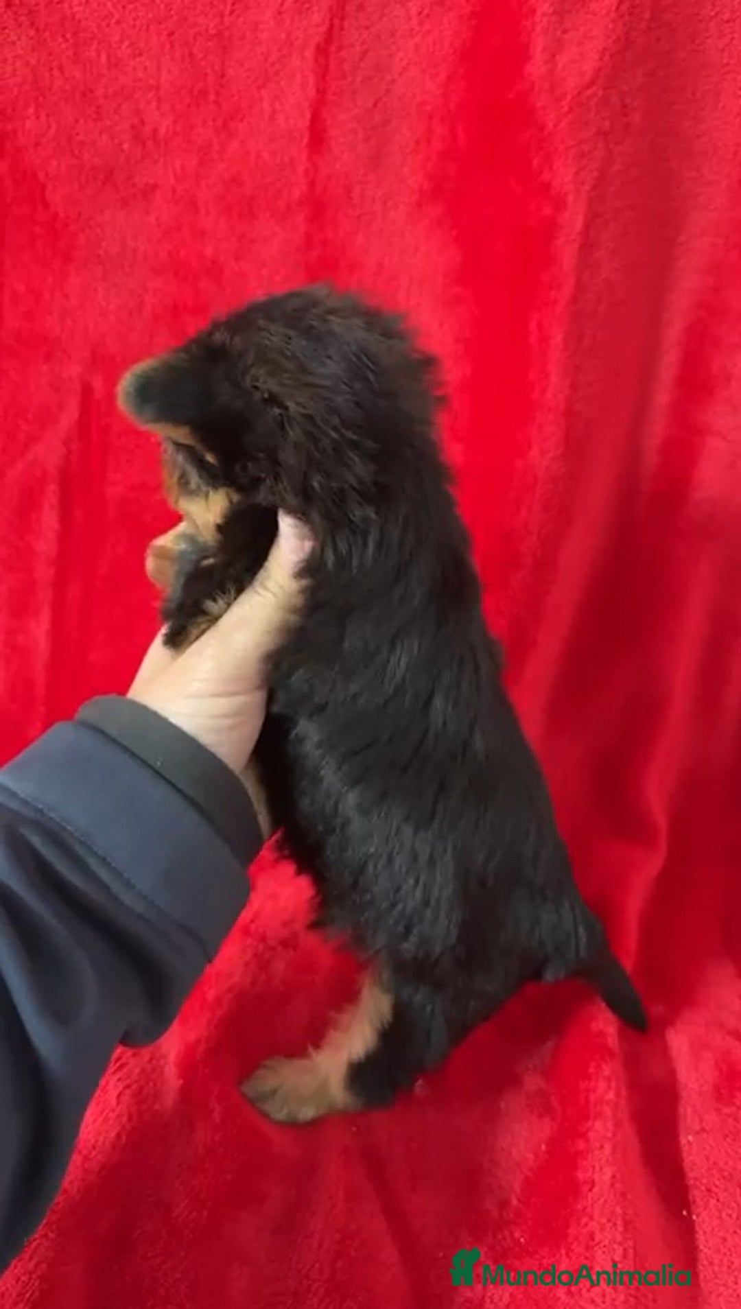 Yorkshire Terrier perros en venta: Yorkshire Mini  - Anuncio 2