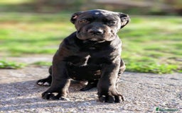Cane Corso perros en venta: Preciosos cachorros de Cane corso - Anuncio 6