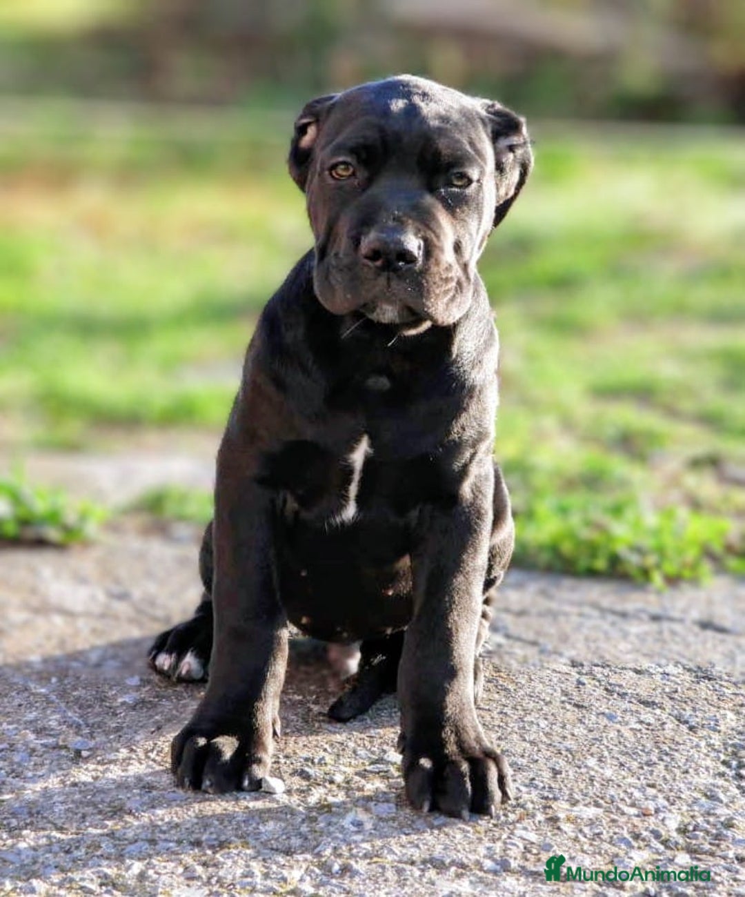 Cane Corso perros en venta: Preciosos cachorros de Cane corso - Anuncio 6