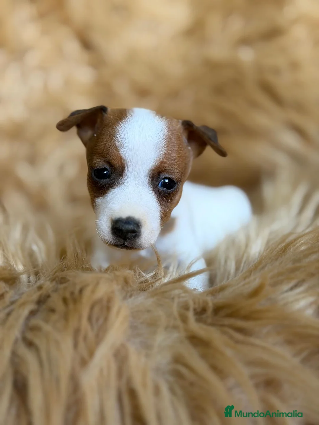 Jack Russell Terrier perros en venta: CAMADA JACK RUSSEL MACHOS - Anuncio 5