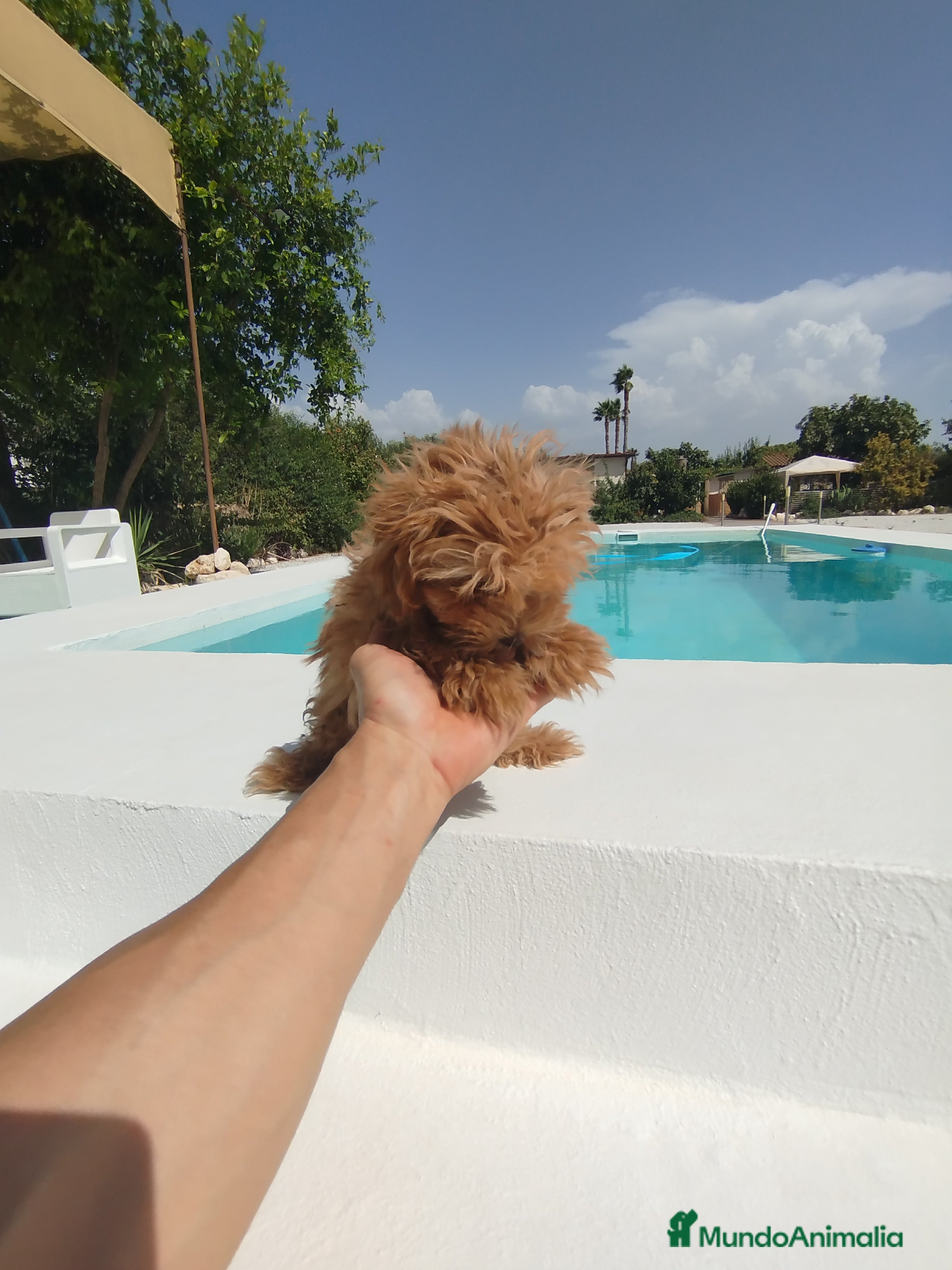 Maltipoo perros Maltipoo hembra  - Anuncio 2