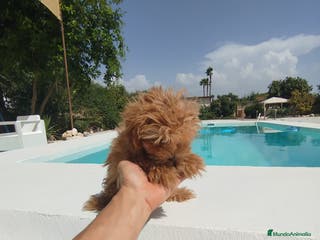 Maltipoo perros Maltipoo hembra - Anuncio 6