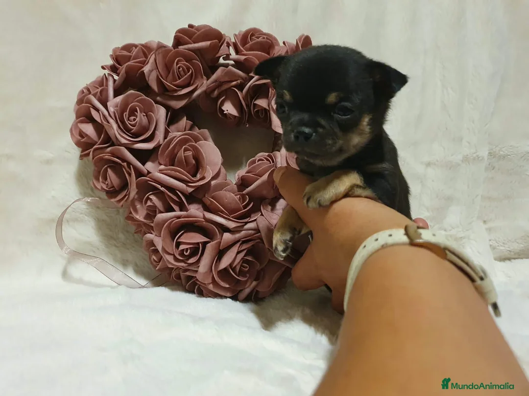 Chihuahua perros en venta: Chihuahua  - Anuncio 2