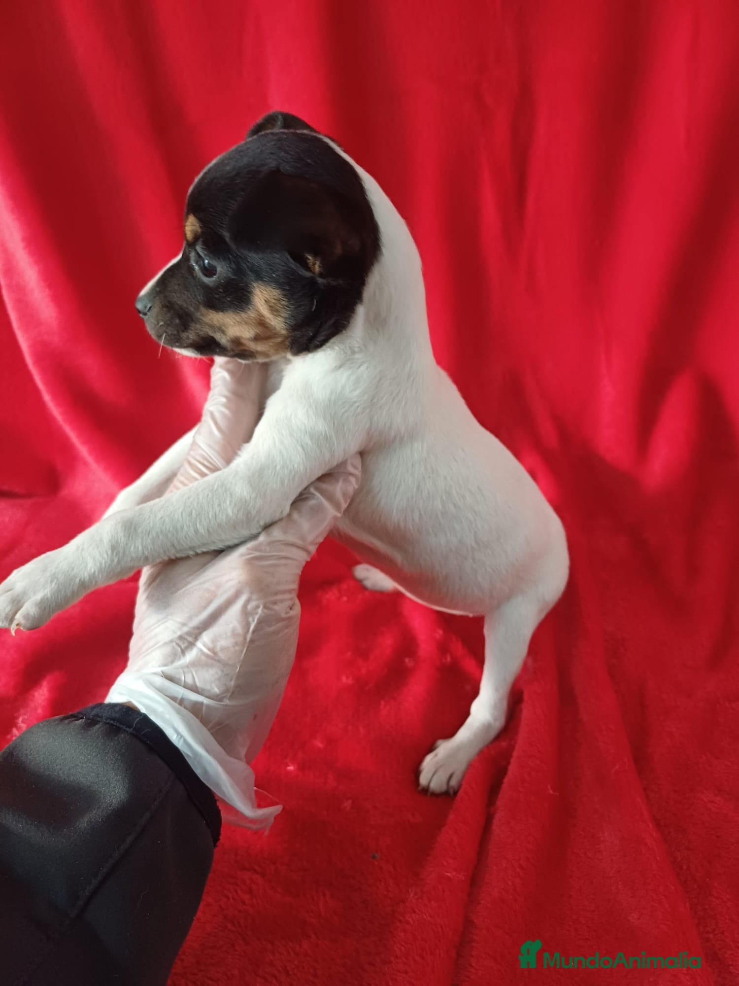 Ratonero Bodeguero Andaluz perros Bodeguero Andaluz  - Anuncio 2