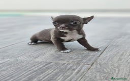 Chihuahua perros en venta: CHIHUAHUA HEMBRA - Imagen 5