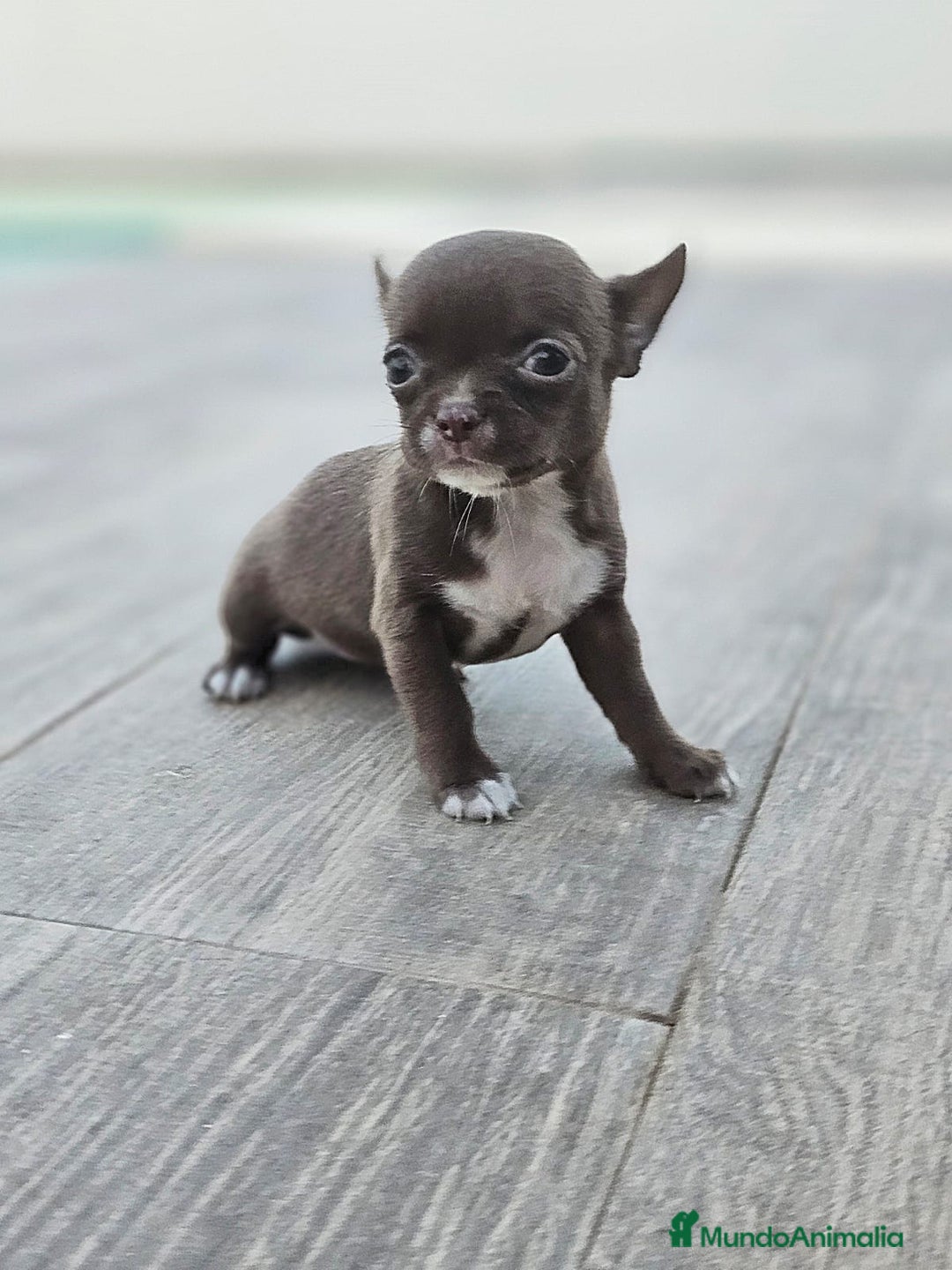 Chihuahua perros en venta: CHIHUAHUA HEMBRA - Imagen 5