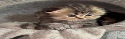 Scottish Fold gatos en venta: Scottish Fold Highland  - Anuncio 7