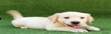 Golden Retriever 3