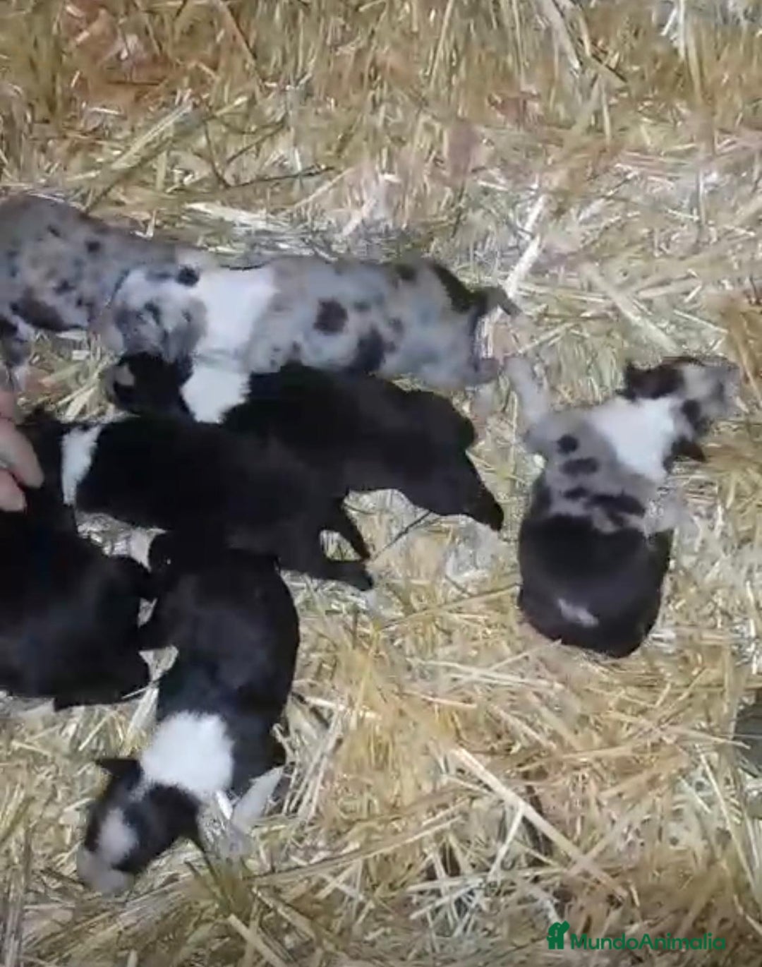 Border Collie perros en venta: Border collie nueva camada  - Anuncio 6