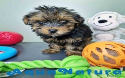 Yorkshire Terrier perros en venta: Yorkshire Hembra CJMM 2436 AQUANATURA - Imagen 5