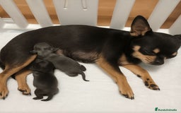 Chihuahua perros en venta: Camada de Chihuahua Toy - Anuncio 1