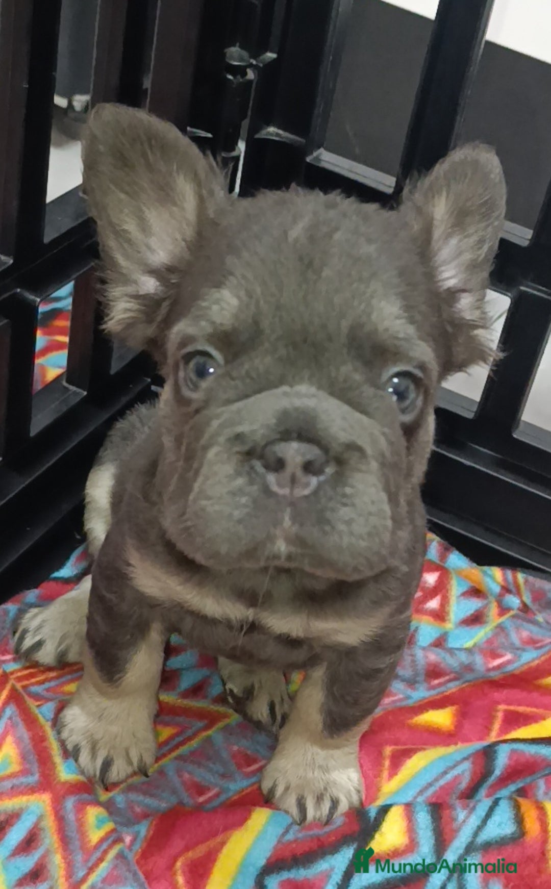Bulldog Francés perros en venta: Fluffy lilac y Big rope fluffy  - Imagen 2