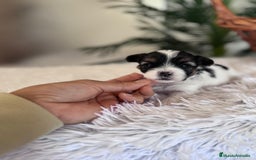 Yorkshire Terrier perros en venta: YORKSHIRE BIEWER - Anuncio 4