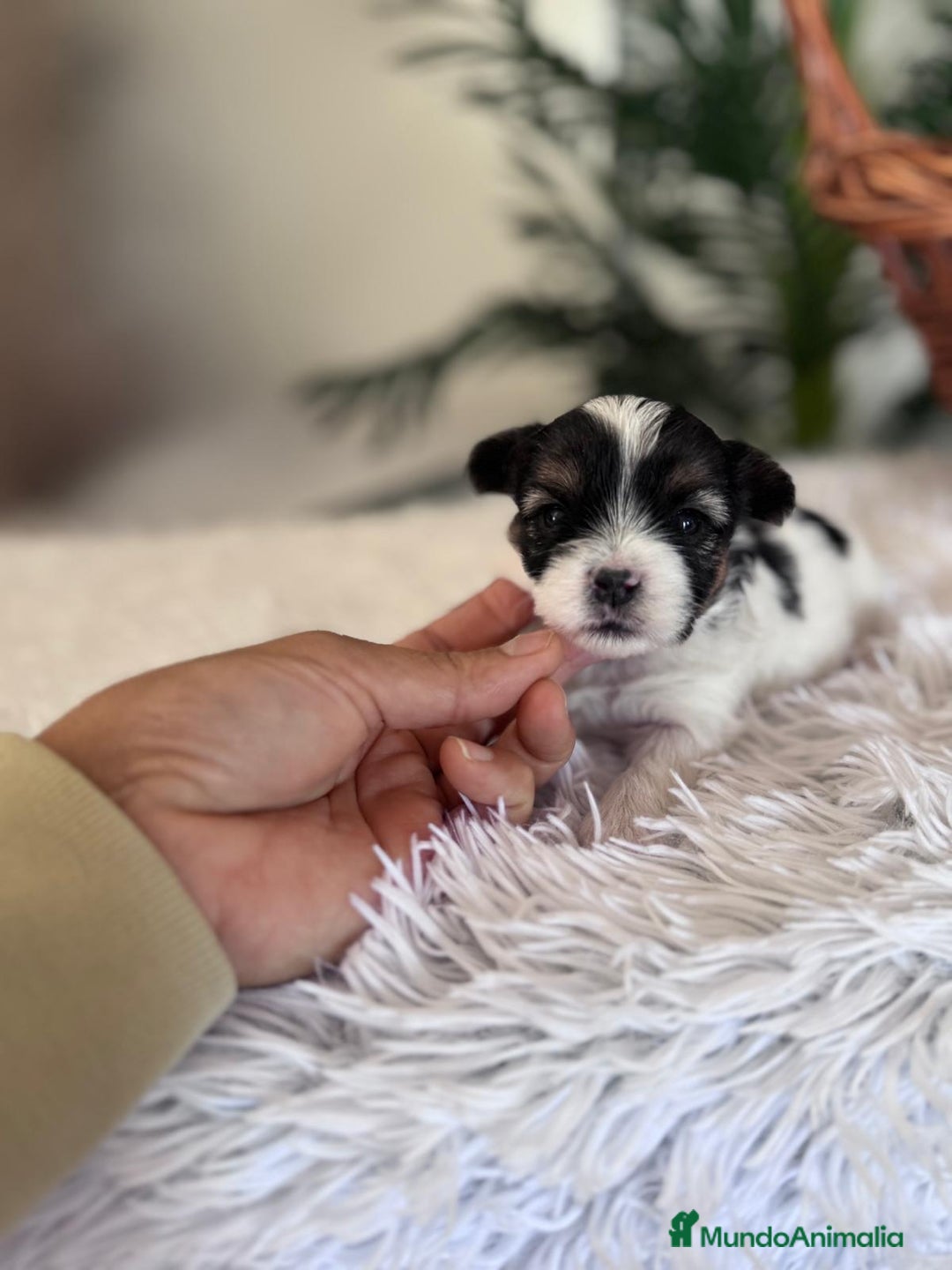 Yorkshire Terrier perros en venta: YORKSHIRE BIEWER - Anuncio 4