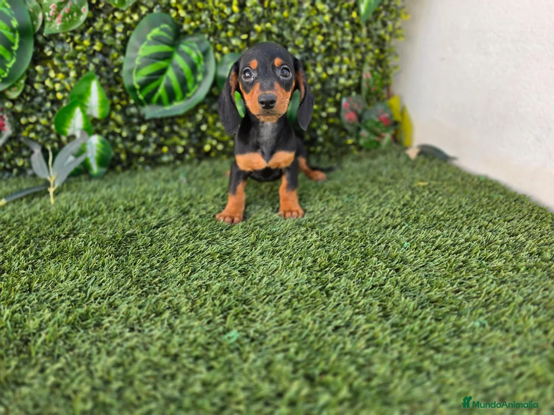 Teckel Miniatura perros en venta: TECKEL MINIATURA  - Anuncio 2