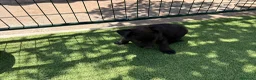 Pastor Belga Malinois perros en venta: PASTOR BELGA MALINOIS - Anuncio 16