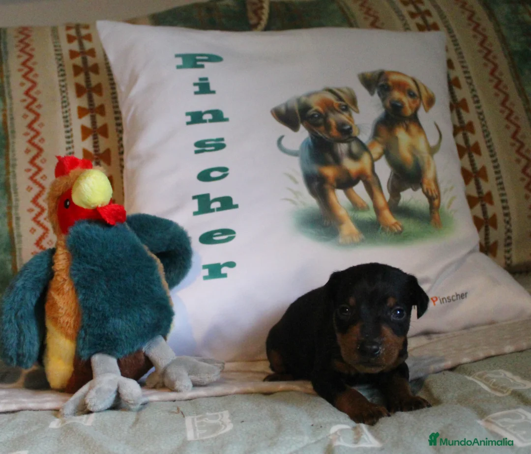 Pinscher Miniatura perros en venta: Pinscher miniatura disponibles  - Anuncio 1