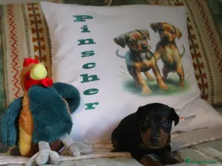 Pinscher Miniatura perros Pinscher miniatura disponibles - Anuncio 2