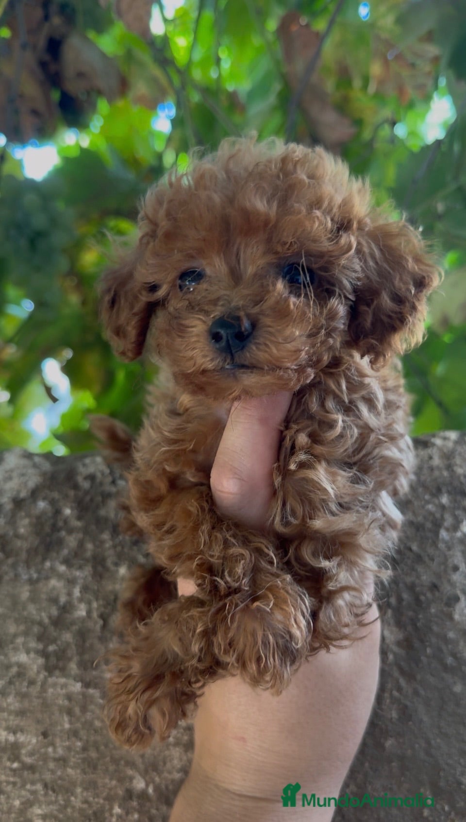 Caniche Toy perros Caniche toy - Anuncio 1