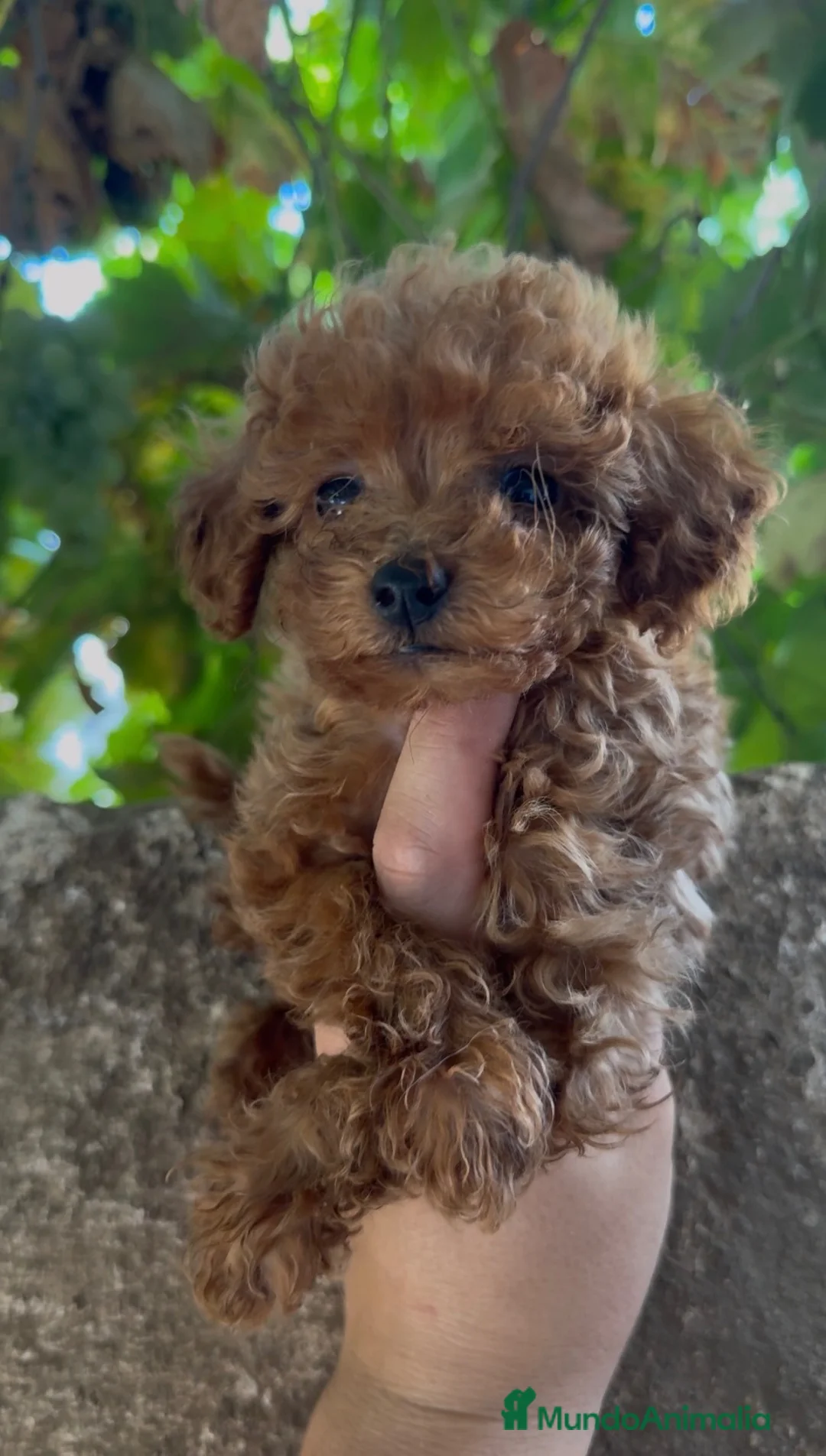 Caniche Toy perros en venta: Caniche toy - Anuncio 1