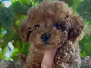Caniche Toy perros Caniche toy - Anuncio 1