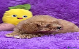 Maltipoo perros en venta: MALTIPOO TOY DISPONIBLES - Imagen 2